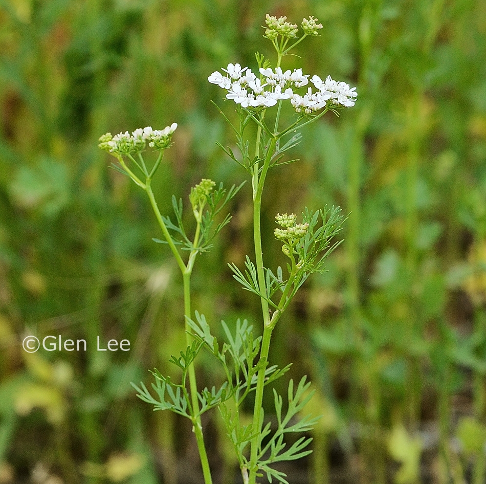 Coriandrum sativum photos Saskatchewan Wildflowers